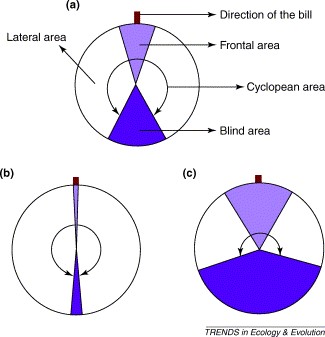 avian visualfields
