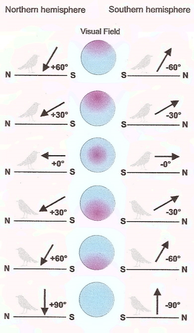 magnetic compass