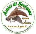 Logo Scolopax